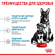 Royal Canin Maxi Starter сухой корм для щенков крупных пород до 2мес.