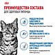 Royal Canin Indoor Sterilised влажный корм для взрослых стерил. домашних кошек, соус