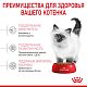 Royal Canin Kitten сухой корм для котят до 12 месяцев